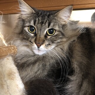 3.５歳の女の子です。トライアル開始しました