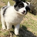 〈募集停止〉大型犬になりそうなトーマス君2ヶ月