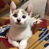 ムーちゃ