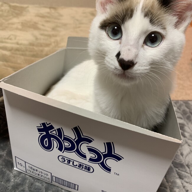 ムーちゃのカバー写真