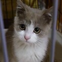 お目々パッチリの子猫です♪(募集一時停止)