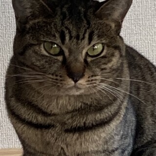 期限1/31 大至急　里親募集‼️
