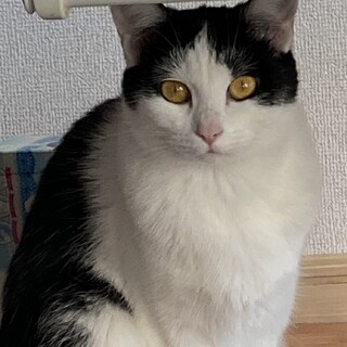 期限1/31 大至急　里親募集‼️