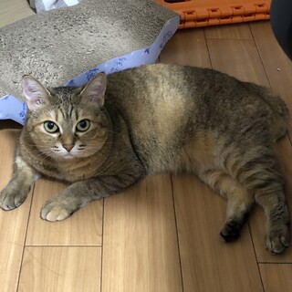 期限1/31 大至急　里親募集‼️