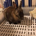 うさぎ