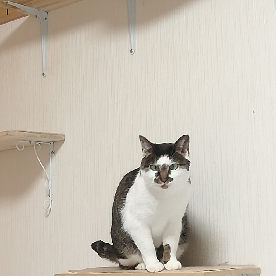 あんこのカバー写真
