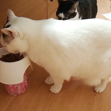 残さず食べる元気なこ❤️