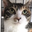 【つなこ】おかげさまで里親様が決まりました