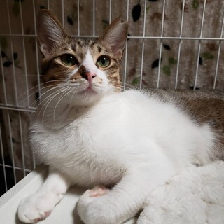 【1/31譲渡会】かなりの美猫さん