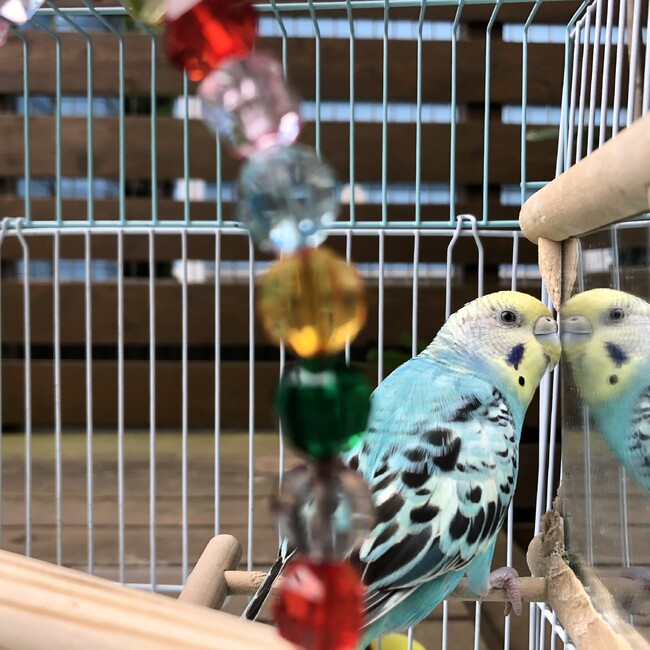 ハムっ子ともとものカバー写真