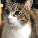 【しらさと】おかげさまで里親様が決まりました
