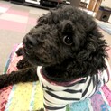 愛敬たっぷり！黒トイプ♀あんちゃん