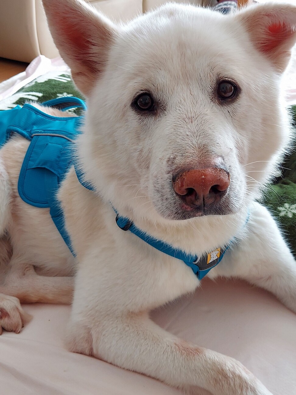 甘えん坊な男の子 大福 千葉県 犬の里親募集 ペットのおうち 月間利用者150万人 甘えん坊な男の子 大福 千葉県 犬の里親募集 ペットのおうち 月間利用者150万人