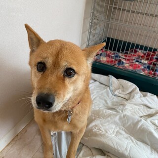 緊急 行き場が無くなるナツミちゃん