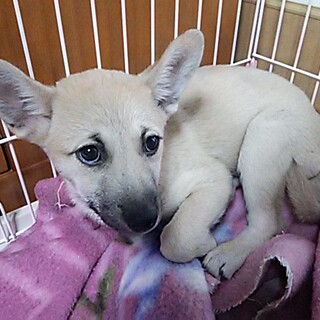 譲渡になりました！！