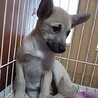 譲渡になりました！！ サムネイル3