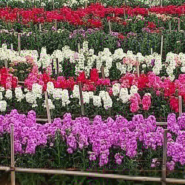 ワンIoveのカバー写真