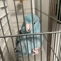 マメルリハの♂♀ペア里親募集