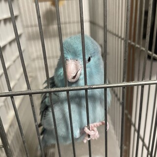 マメルリハの♂♀ペア里親募集