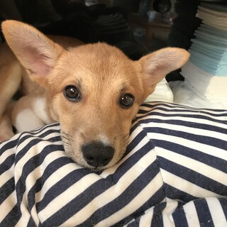 里親さま決定★6ヶ月♀