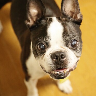 pono卒業犬　ボストンテリア　ごま♂