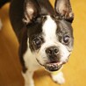 pono卒業犬　ボストンテリア　ごま♂