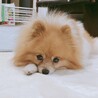pono卒業犬　ポメラニアン　満天♂
