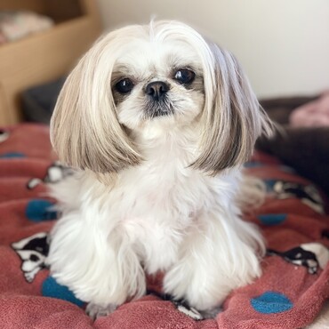 pono卒業犬 シーズー ムム♀