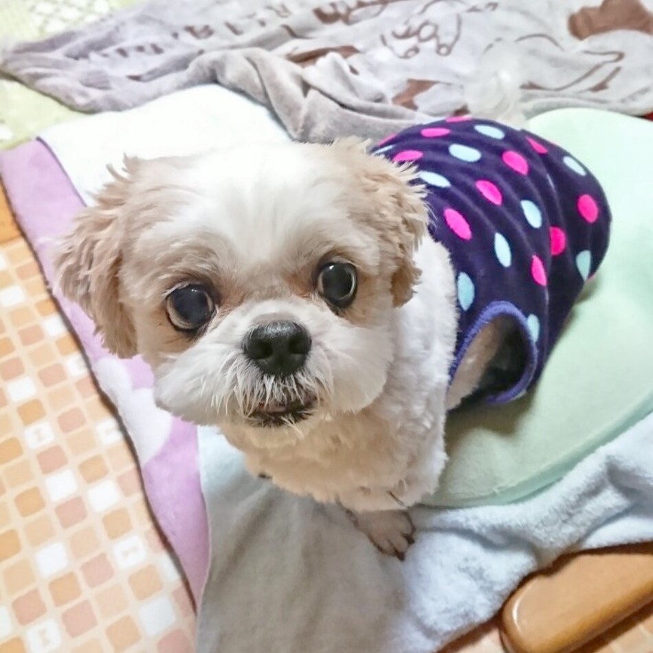 リランのカバー写真