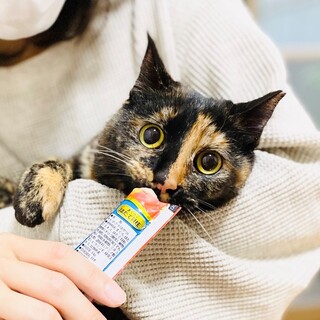 【空き家でご縁を待ってます】サビちゃん