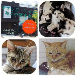 すてっぷ・にゃむ　ねこの譲渡会