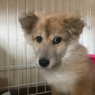 ジル4ヶ月☆の家族を探してます。