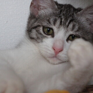 ノエルちゃん、3ヶ月半の女の子です。