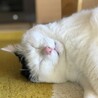 ちゃまくうた