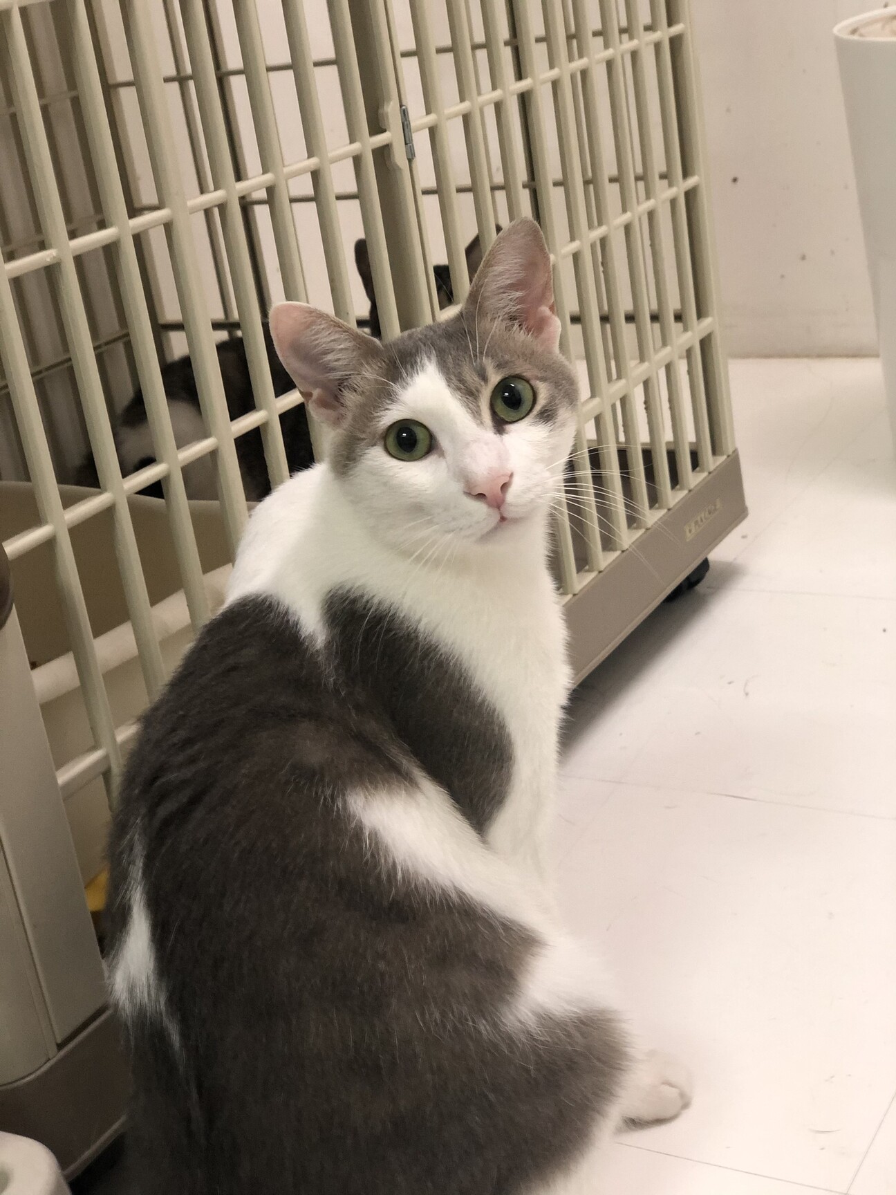 いつも一緒 ２人一緒にお 東京都 猫の里親募集 ペットのおうち 月間利用者150万人