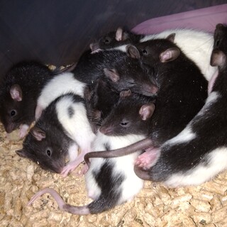 ファンシーラット