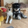 ちりまる
