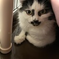 穏やかで甘えん坊のクリスくん