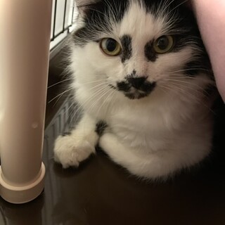 穏やかで甘えん坊のクリスくん