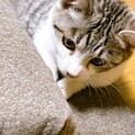 保護猫　最期6〜8ヶ月