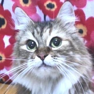 甘えっこリリーちゃん