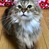 甘えっこリリーちゃん サムネイル2