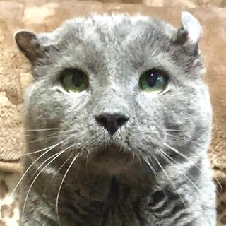 心優しいDEKAO君