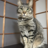 じんのす