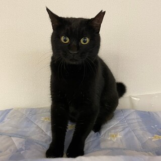 まんまるプリプリ♡　黒猫まる子♀