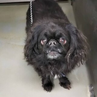 ペキニーズ系のぺん君