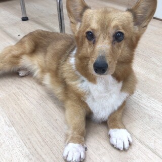 穏やかで優しいつばきちゃん　5~6才