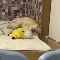 里親さん募集