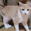 6ヶ月の綺麗な兄妹