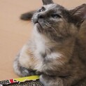サビ柄の甘えん坊。くっついて離れない！